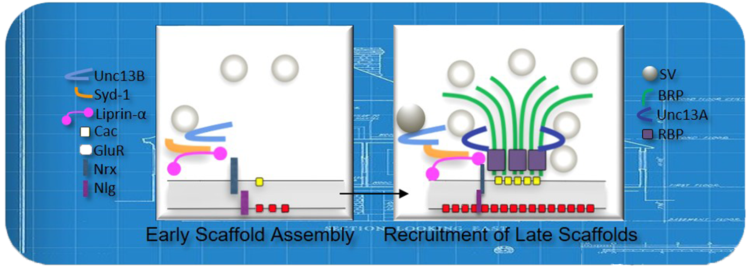 With a house blueprint background a cartoon shows two frames: a few lines and circles arranged over a horizontal bar and then a larger array of lines over the bar with the overall appearance of an erupting fountain or a sprouting plant