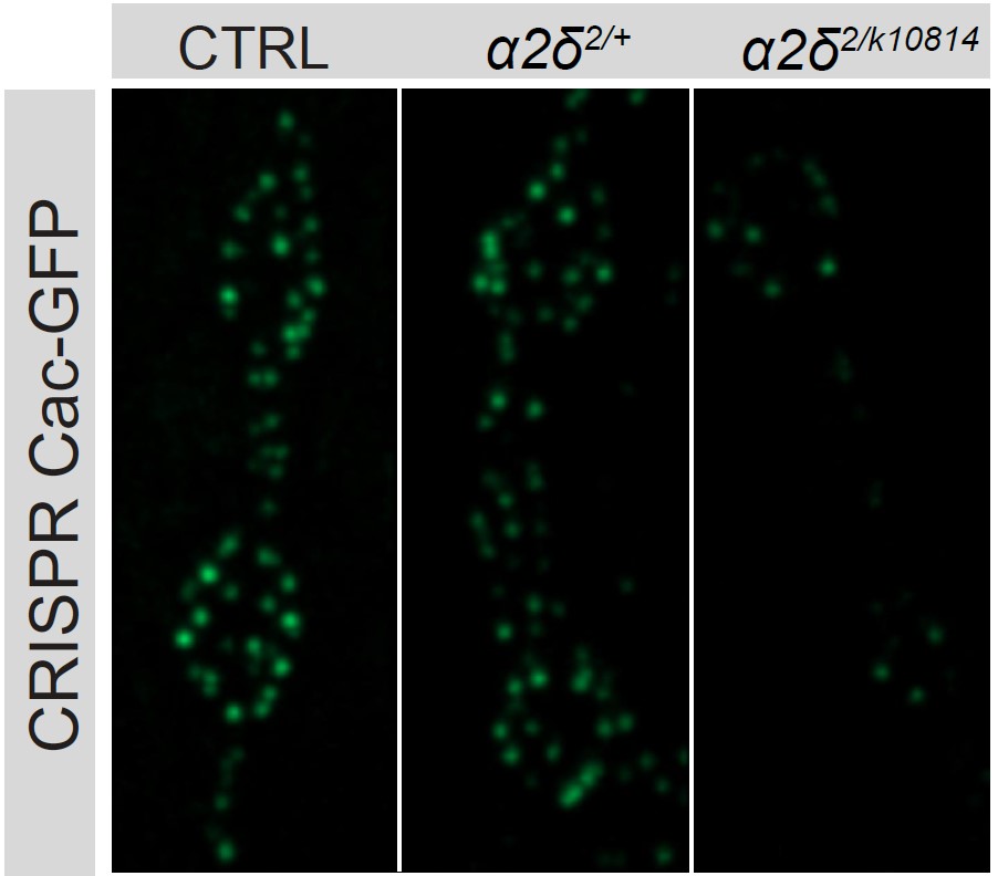 Three columnis with black backgrounds show green dots. They are brigther on the left (the experimental control)