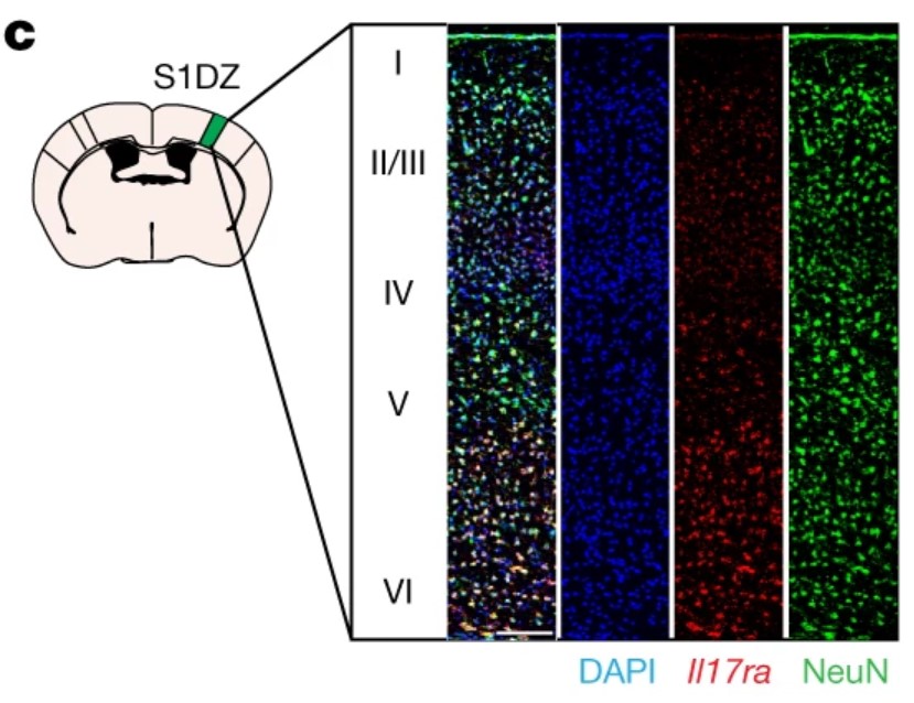 On the left a cartoon mouse brain is labeled to denote the S1DZ region on the upper right. From there we see columns showing cells stained in various colors.