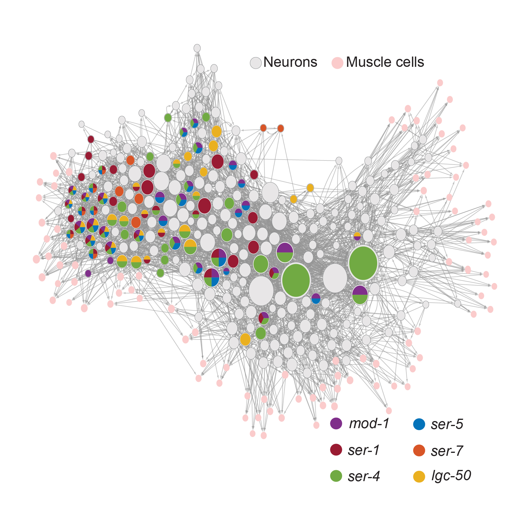 A diagram shows hundreds of dots interconnected by gray lines. Many of the dots show combinations of different colors, denoting which serotonin receptors they express.