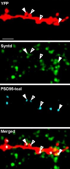 Four panels stacked vertically show different views of the area around a piece of cortical neural dendrite. The top shows a lumpy line stained red. The second panel shows a speckling of green splotches. The third shows a line of teal splotches. The fourth brings them all together with white arrows highlighting where the green and teal overlap.