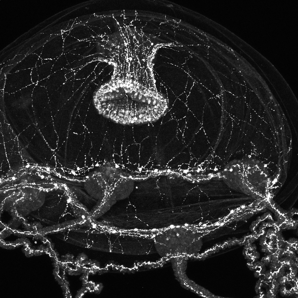 A black and white image shows a ghostly closeup of a jellyfish in which only select neurons, but enough to see its full shape, are lit up white