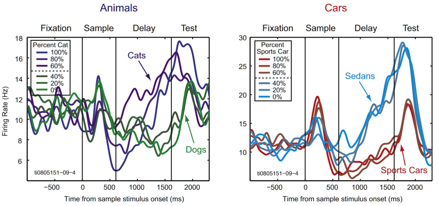 Two side by side graphs with a number of squiggly lines in different colors essentially illustrate that a single neuron was simultaneiously representing information needed for two different categorization tasks