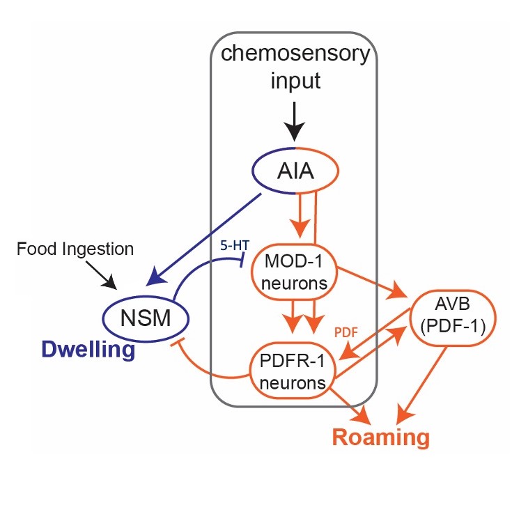 A diagram of a circuit in which AIA poins to both NSM and MOD-1/PDFR-1 neurons that inhibit eachother, resulting either in dwelling or roaming