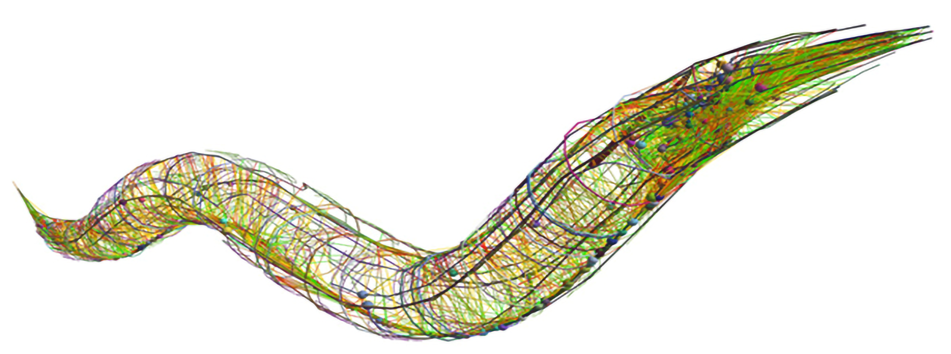 A closeup wireframe diagram of a worm is shown in profile as if wriggling past the viewer. The worm is full of green lines connecting tiny colored balls that represent neurons.