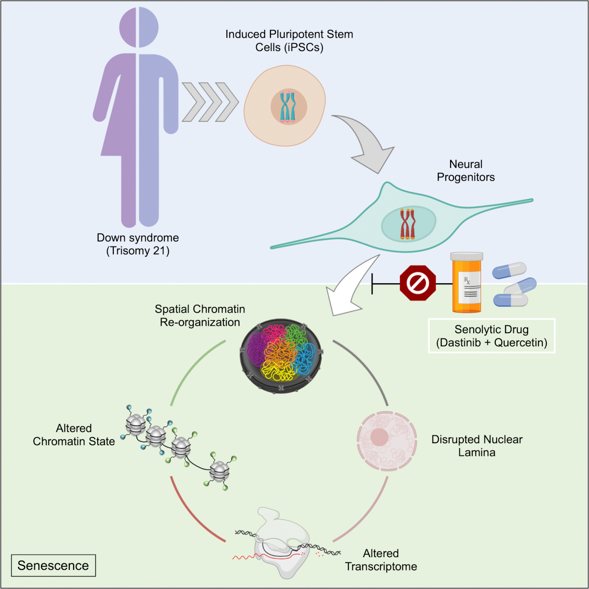 A schematic shows the process of how a trisomy 21 cell experiences genomiwide chromosomal reconfiguration leading to a senescence-like response