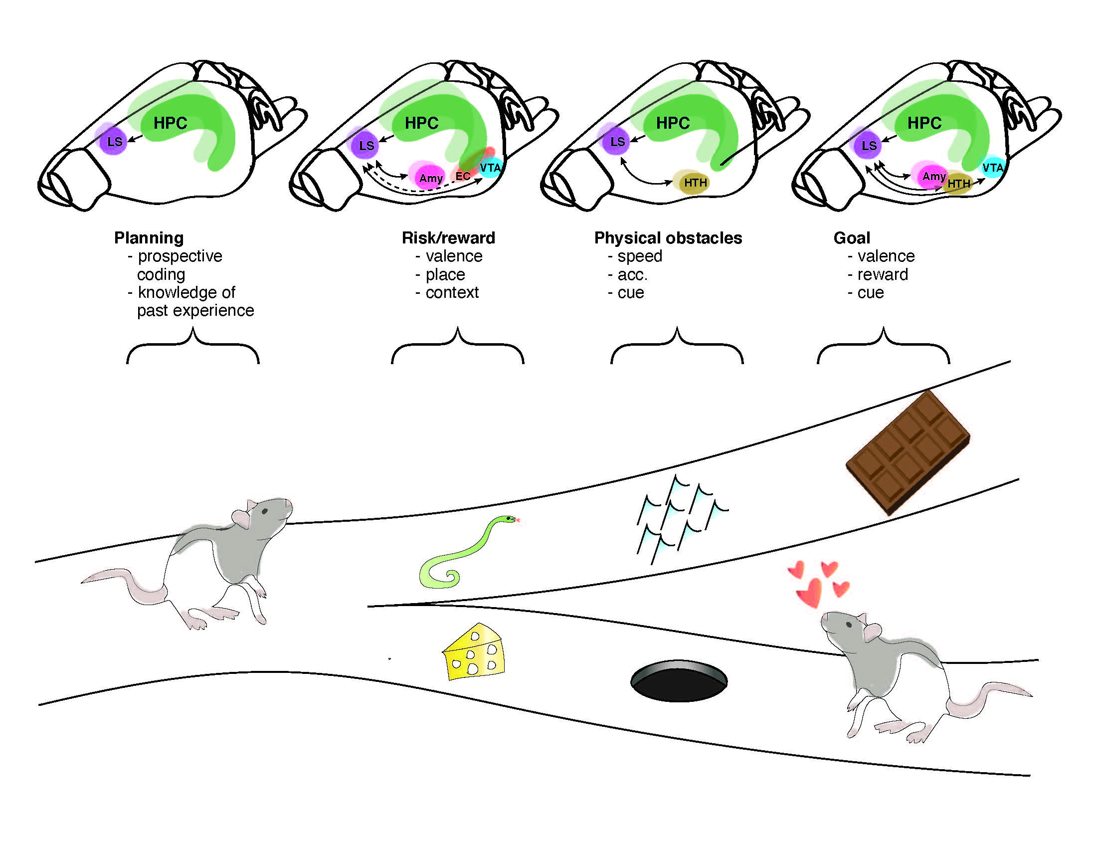 A rat is at a fork in a road. Temptations and dangers like snakes or chocolate lie along the way. Above each are brains with highlighted regions and wording describing what they pertain to.