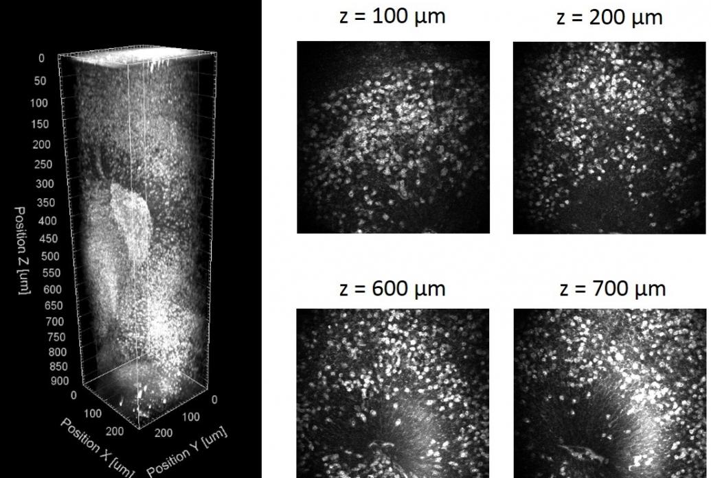 A series of images shows a full vertical shaft of an organoid as well as slices at varying depths.