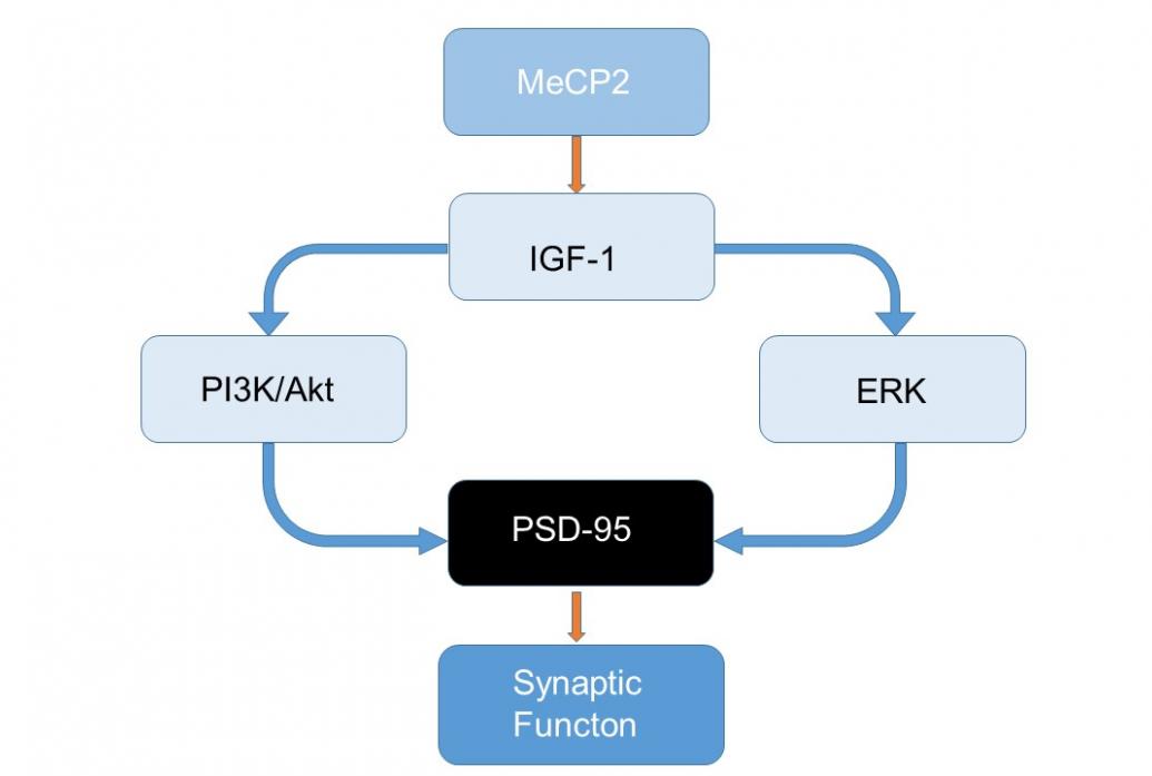 A schematic shows the role of IGF-1 in synaptic function