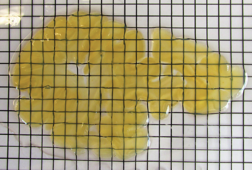 A 2mm thick slice of human brain, treated with SHIELD, lays above some gridded paper so one can see that while yellowish, it is indeed translucent