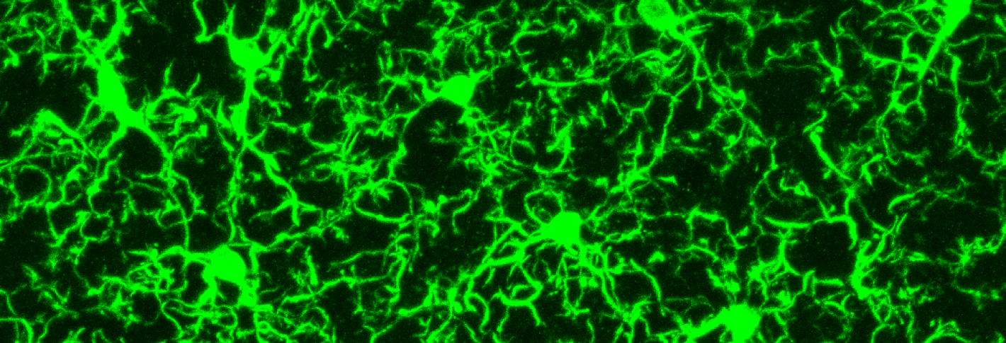 An image of green microglia