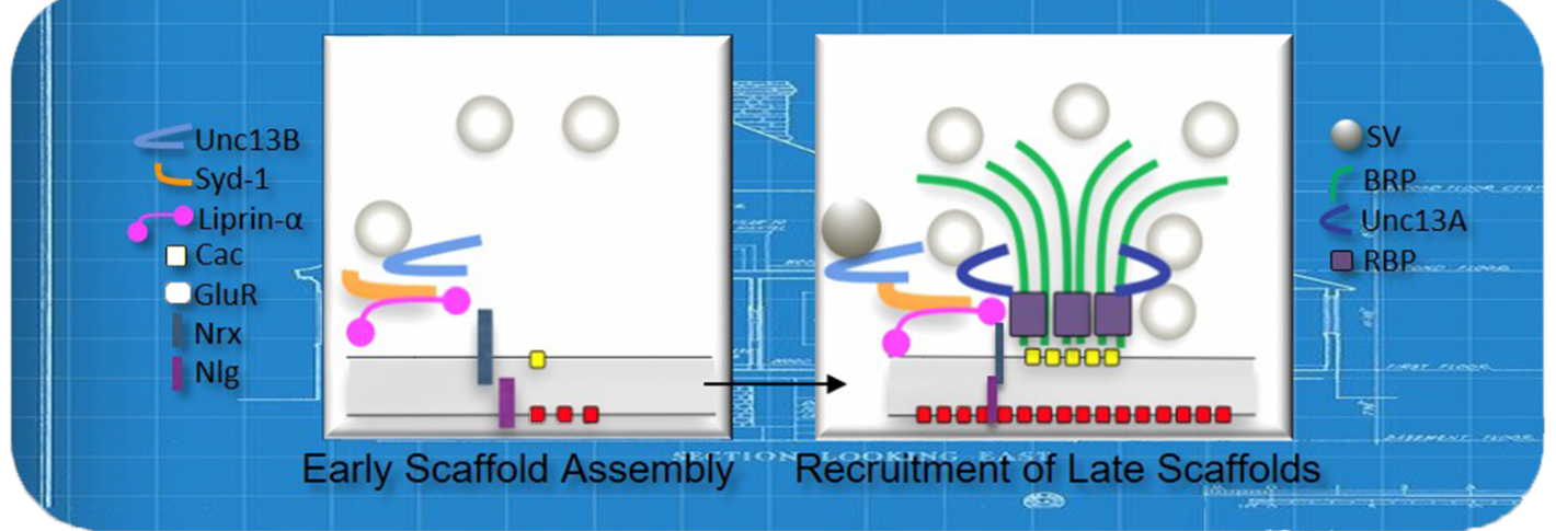 With a house blueprint background a cartoon shows two frames: a few lines and circles arranged over a horizontal bar and then a larger array of lines over the bar with the overall appearance of an erupting fountain or a sprouting plant