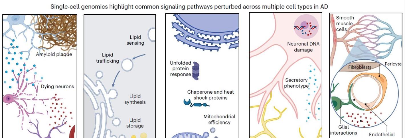 Five panels offer cartoon schematics of a wide variety of cell and molecular interactions. The graphic is headed by this text: "single-cell genomics highlght common signaling pathways perturbed across multiple cell types in AD"