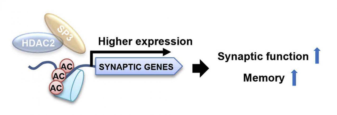 Schematics show HDAC2 and SP3 combining to inhibit memory