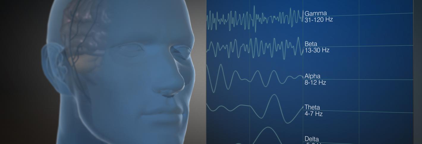 A cartoon shows a head with the various rhythms that operate in the brain