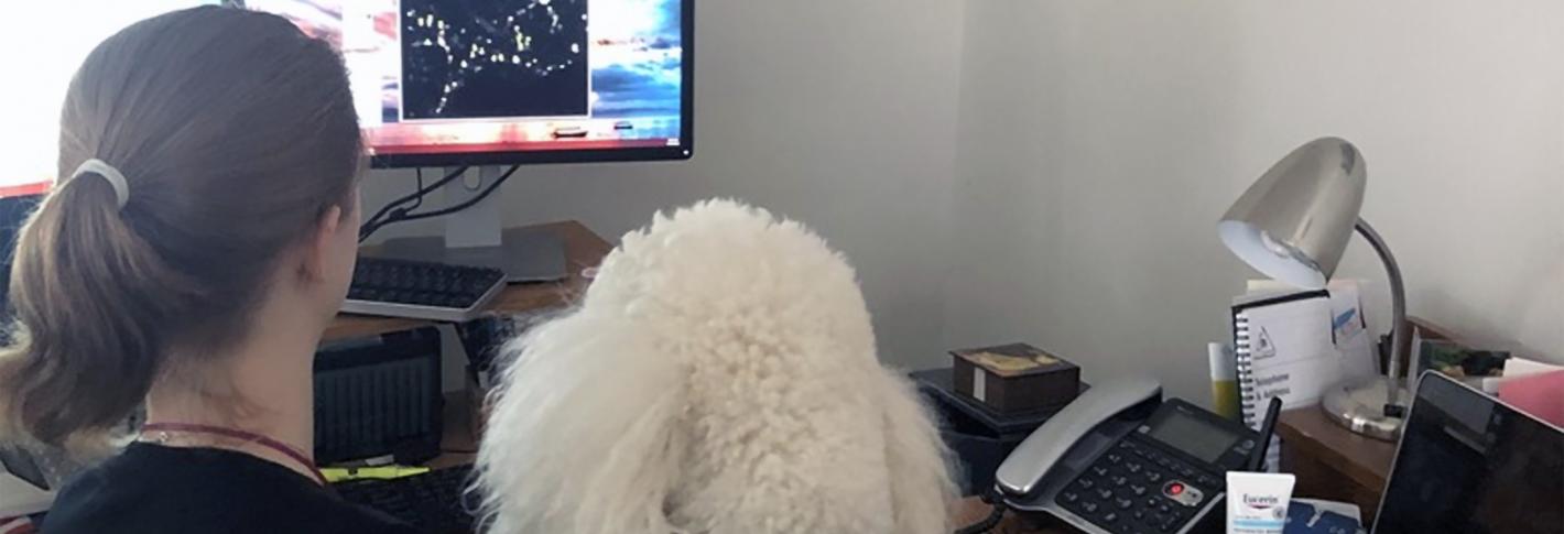 A woman and her white poodle look at a computer screend displaying neurons. We see them from behind.