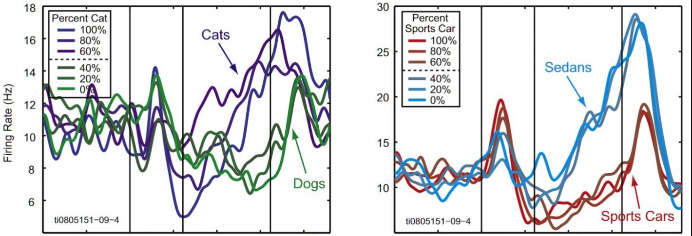 Two side by side graphs with a number of squiggly lines in different colors essentially illustrate that a single neuron was simultaneiously representing information needed for two different categorization tasks