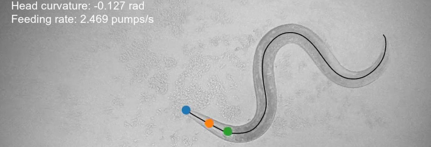 A dark grey worm looks like a sine wave as it wriggles through a patchy lighter gray area. The worm's head has blue orange and green dots on it. There is a black line running from head to tail through its body. There is text in the upper left corner showing measures of its velocity, head curvature and feeding rate.