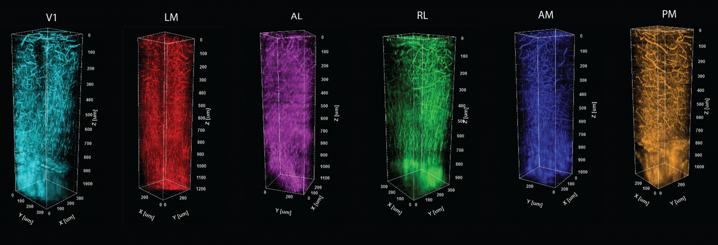 A sequence of six tall, colorful prisms shapes showing different patterns of veins and myelin fibers