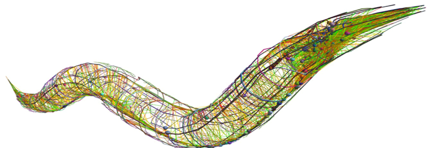 A closeup wireframe diagram of a worm is shown in profile as if wriggling past the viewer. The worm is full of green lines connecting tiny colored balls that represent neurons.