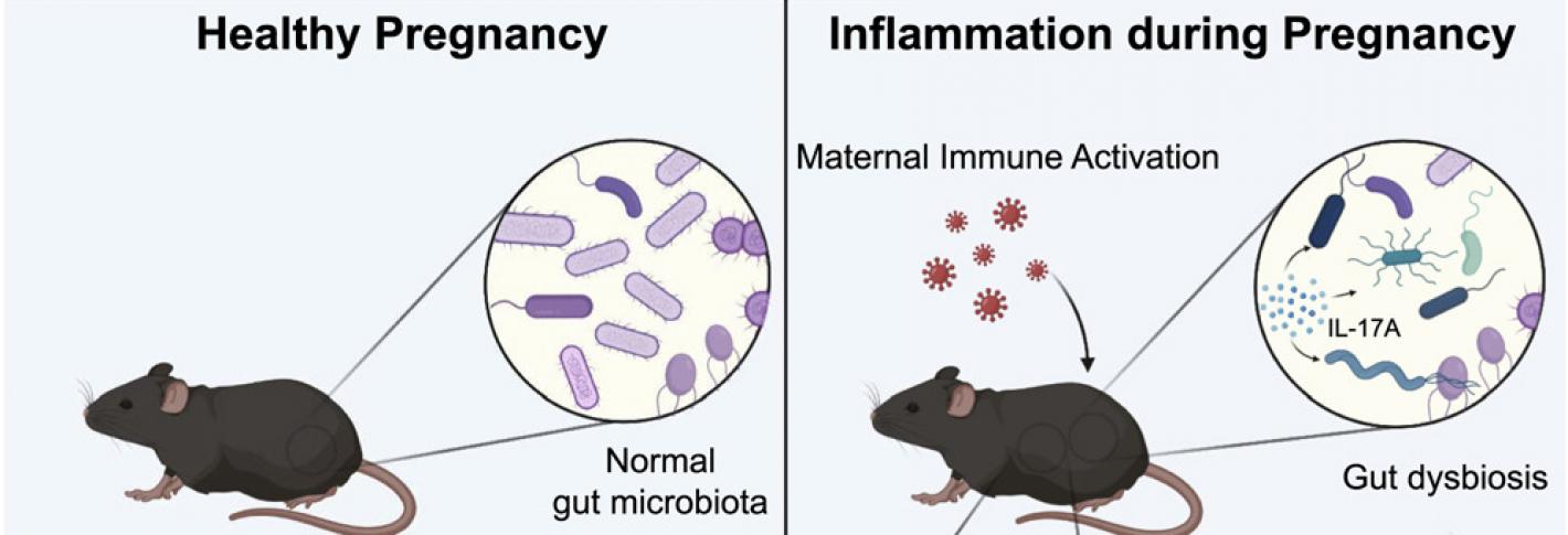 A cartoon illustrates the physiological differences between pregnant mice and their offspring after infection.