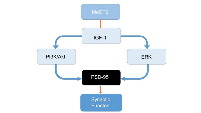 A schematic shows the role of IGF-1 in synaptic function