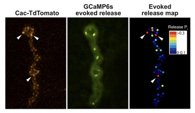 Three panels show different fluorescing views of synapses in a fly