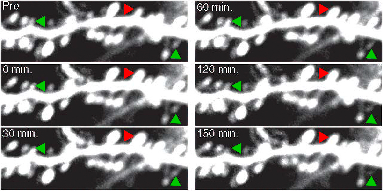 Six panels show a white dendrite with spines that either grow or shrink over time (from panel to panel). Red arrows point to the one that grows. Green arrows indicate ones that are shrinking.